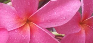 Plumeria, Pomelia o Frangipani, dai Maya fino a noi