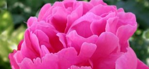 Come preparare il profumo fatto in casa