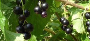 Ribes Nero, un alleato contro fatica e allergie