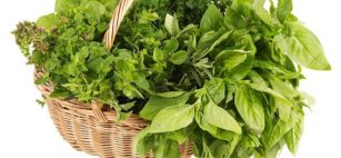 10 Piante selvatiche commestibili