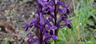 Le orchidee della Sardegna, signore dei boschi