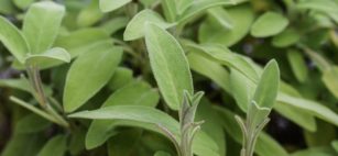 La Salvia amica in cucina e ricca di proprietà