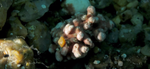 Alga corallina rossa proprietà e benefici per osteoporosi artrite ed invecchiamento