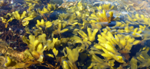 Alga Fucus a cosa serve, dosaggio e benefici ma non per tutti