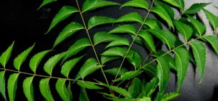 Olio di Neem puro prezzo proprietà e dove si compra