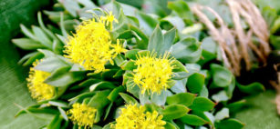 Rhodiola rosea integratore benefici e prezzo